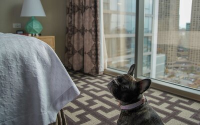Homewood Suites by Hilton Chicago West Loop Fulton Mkt Area