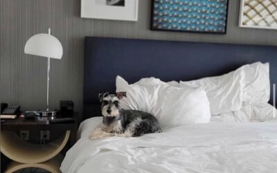 Le Meridien Arlington