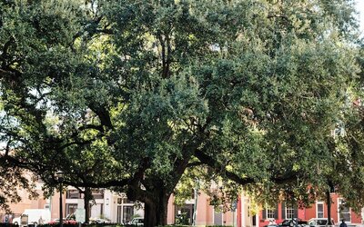 The Lafayette New Orleans By Kasa Living