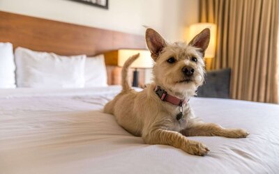 Hotel 116, A Coast Hotel Bellevue