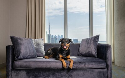 Hotel X Toronto, a Destination by Hyatt Hotel