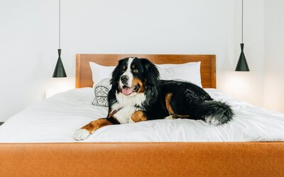 The Maven Hotel at Dairy Block