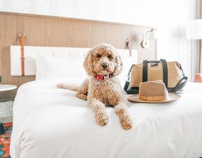 Hyatt Centric Downtown Denver