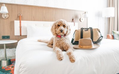 Hyatt Centric Downtown Denver
