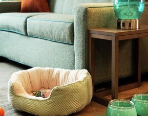 Home2 Suites By Hilton Dallas Medical District Lovefield is pet friendly.