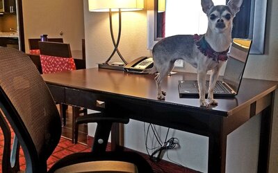 Homewood Suites by Hilton Calgary-Airport, Alberta, Canada