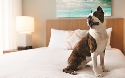 Hyatt House Virginia Beach / Oceanfront