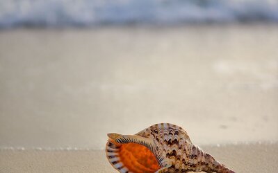 Ocean Sands Beach Boutique Inn - 1 Acre Private Beach