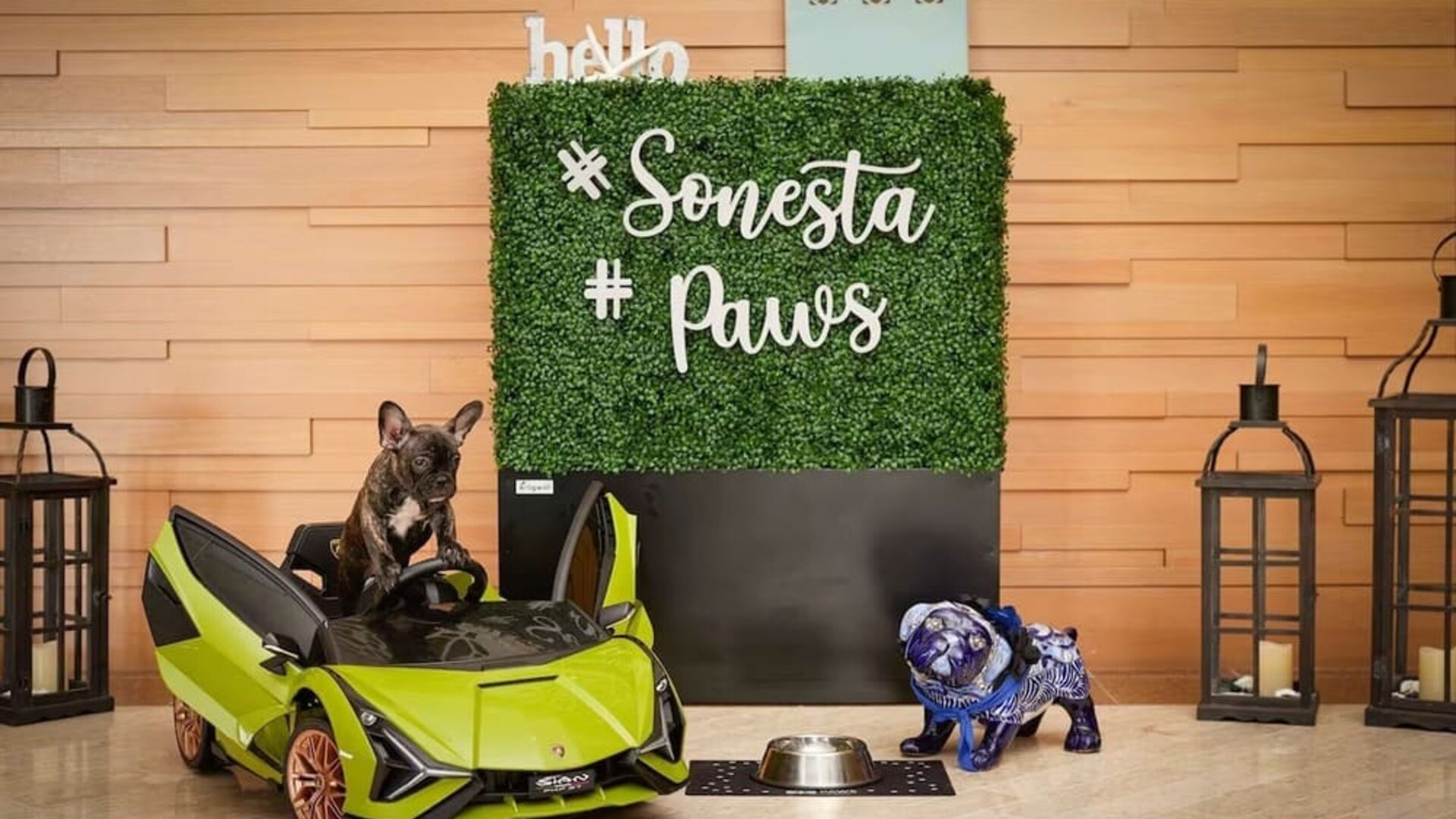 Pet friendly at Sonesta Redondo Beach & Marina.