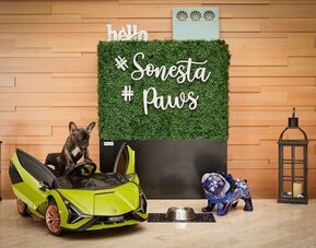 Pet friendly at Sonesta Redondo Beach & Marina.