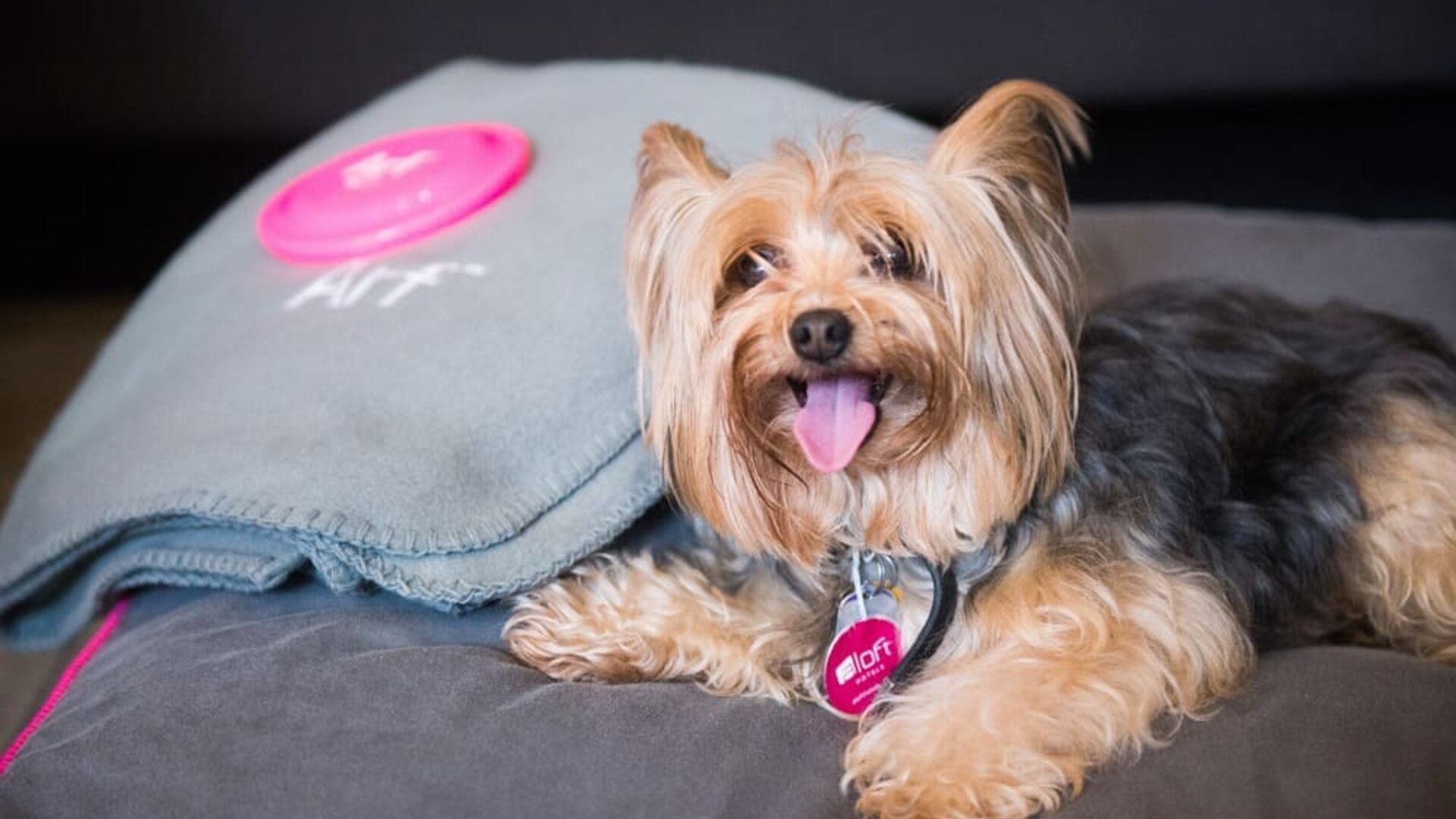 Pet friendly at Aloft Miami Doral.
