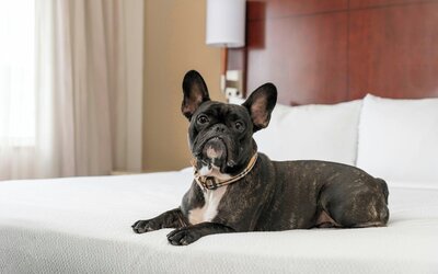 Residence Inn by Marriott San Antonio Six Flags at The Rim