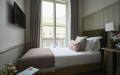 Room Mate Lime Tree