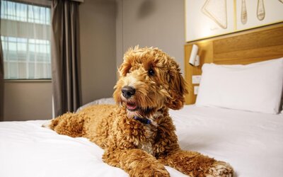 ibis Styles Birmingham Centre
