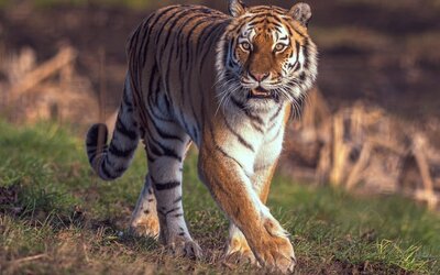 Hex Wildlife Hotel