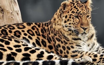Hex Wildlife Hotel