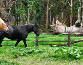 Hotel Hacienda Suescún