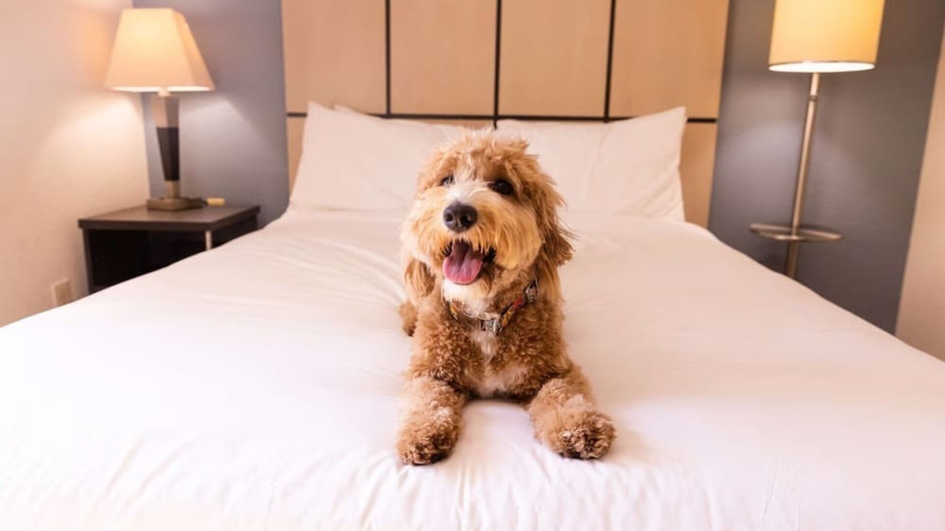 Sonesta Simply Suites Plano Frisco is pet friendly. 