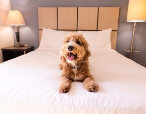Sonesta Simply Suites Pittsburgh Airport is pet friendly. 