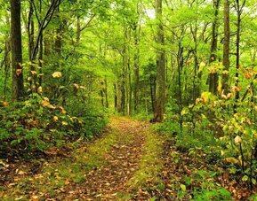 Hiking trails at Paradise Stream Resort.