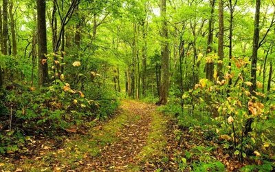 Hiking trails at Paradise Stream Resort.
