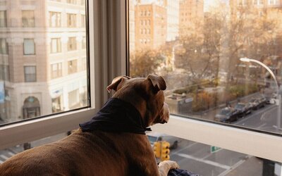 Smyth Tribeca