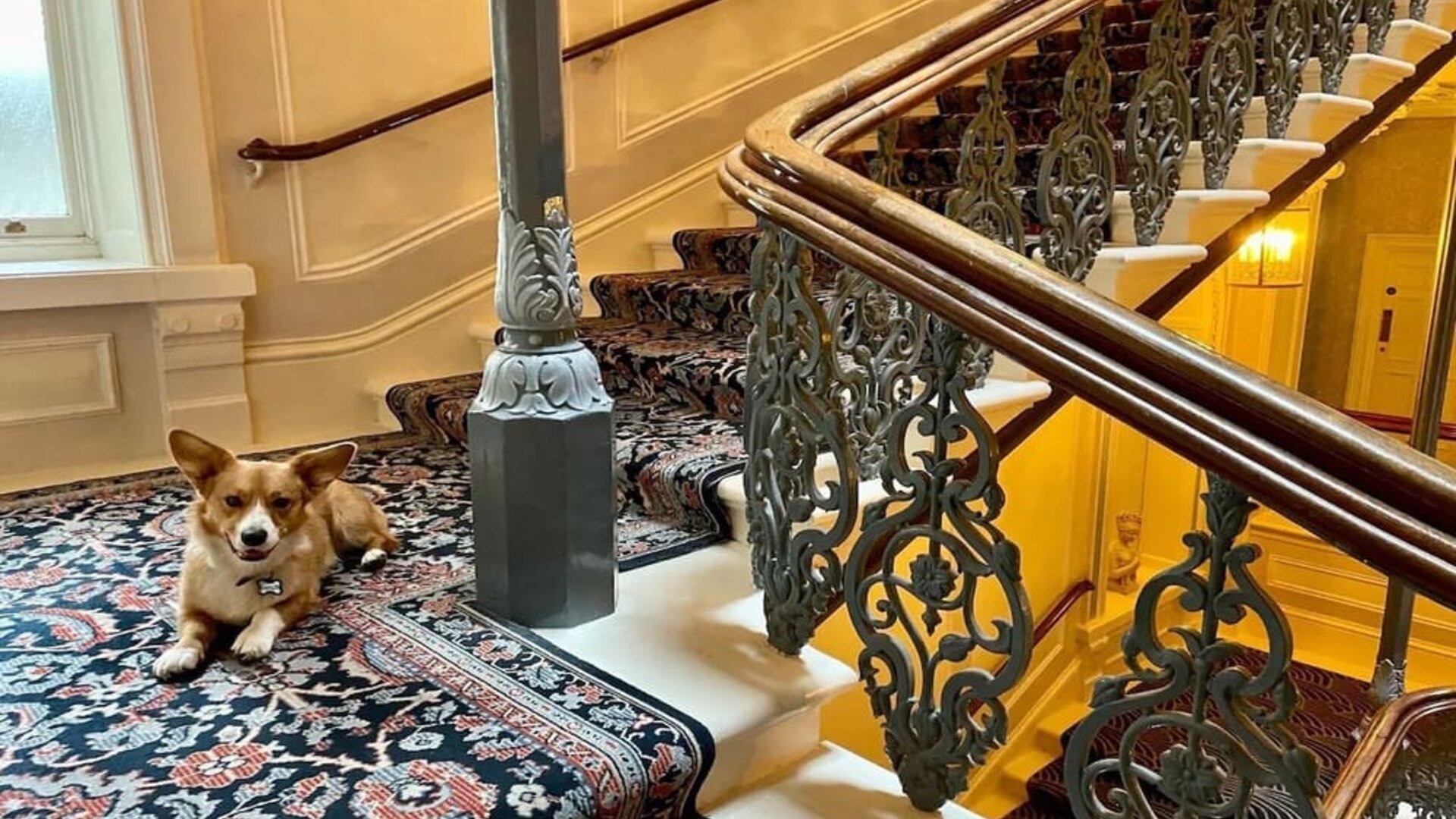 Pet-friendly hotel only at The Grand Brighton. 