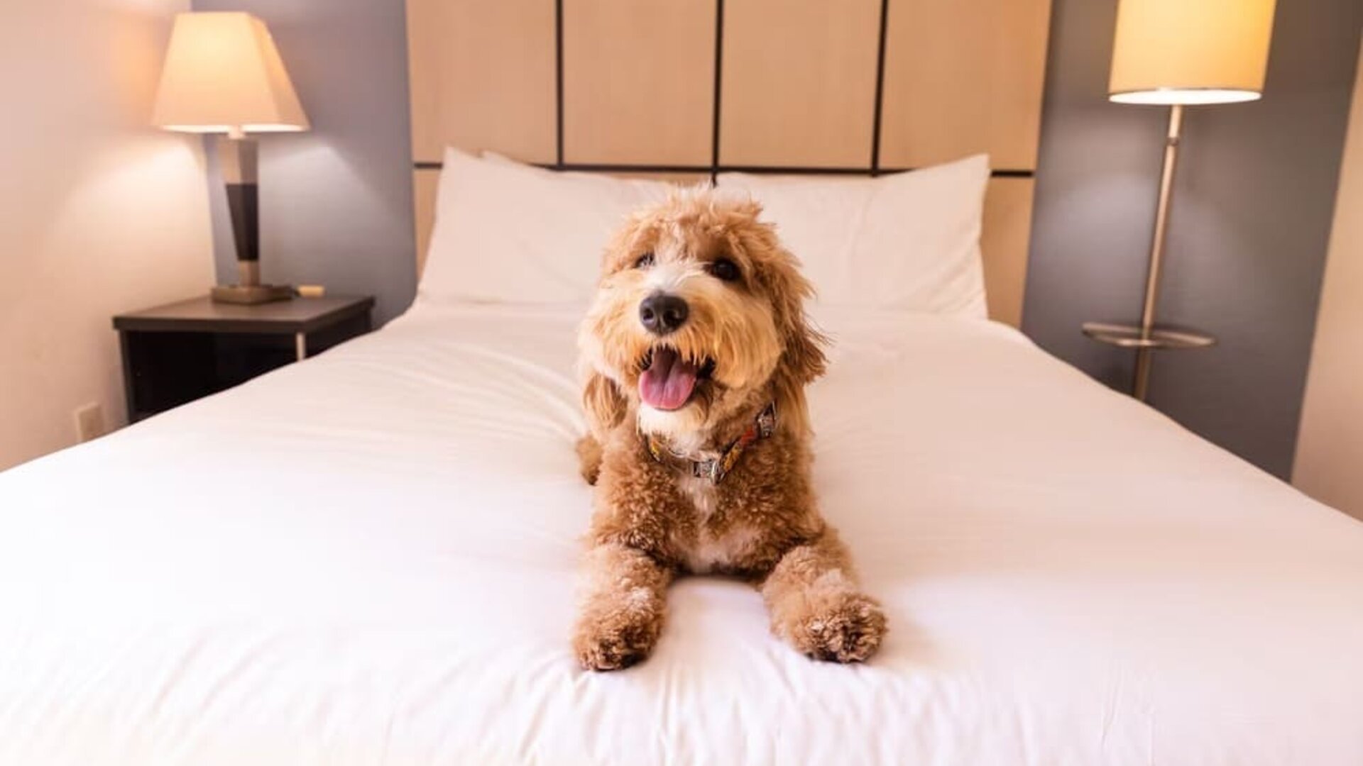 Sonesta Simply Suites Parsippany Morris Plains is pet friendly.
