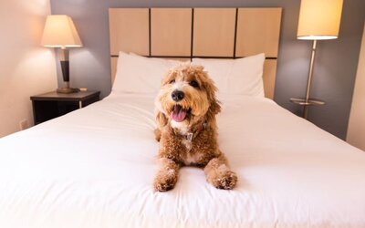 Sonesta Simply Suites Parsippany Morris Plains is pet friendly.