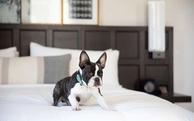 The Clift Royal Sonesta is pet friendly.