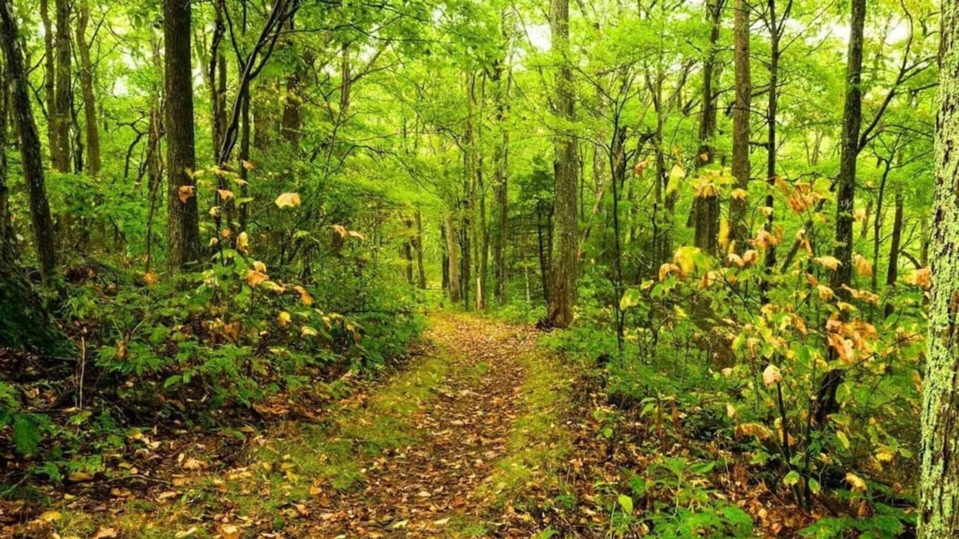 Hiking trails at Paradise Stream Resort.