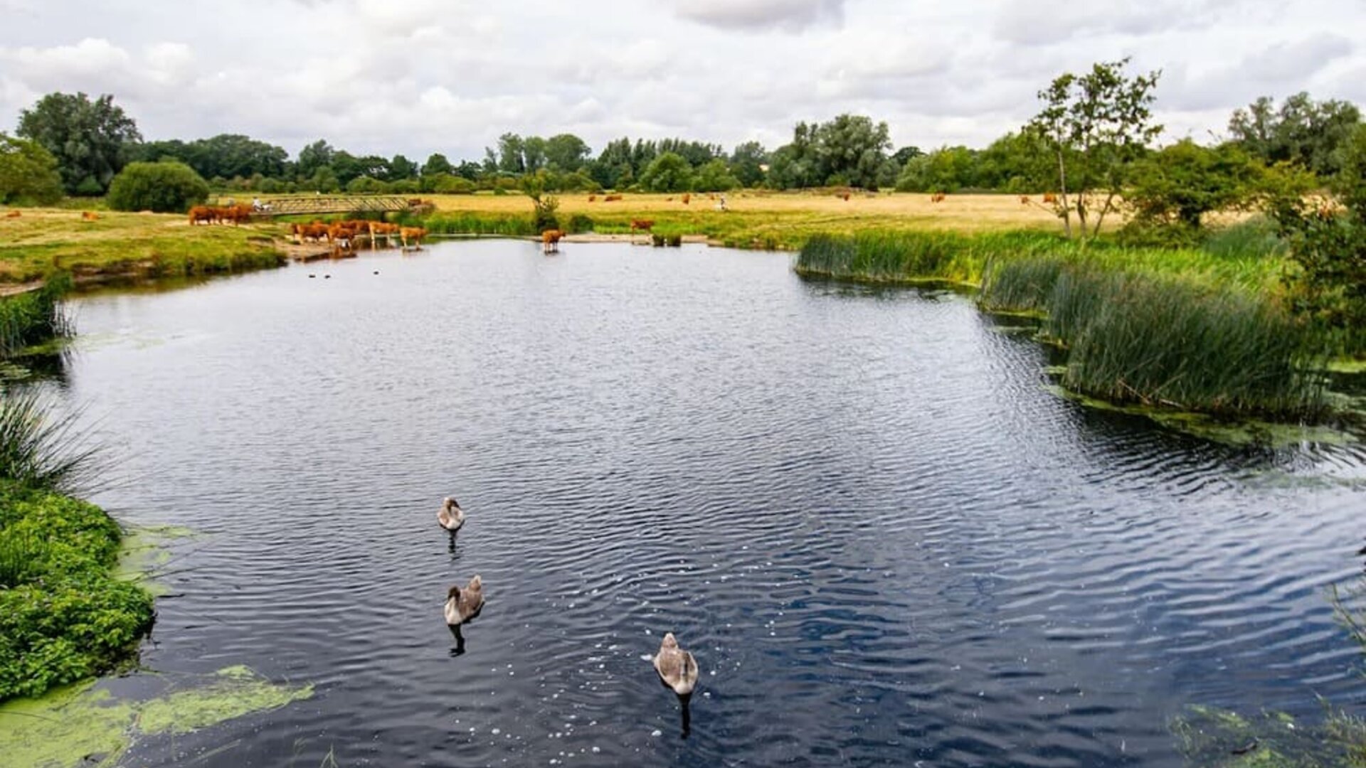 Lake at The Mill Hotel - Surya Hotels
