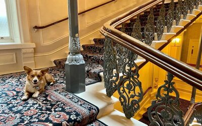 Pet-friendly hotel only at The Grand Brighton. 