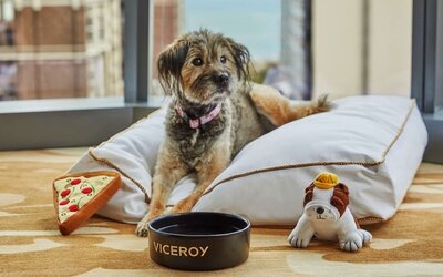 Pet friendly rooms at Viceroy Chicago.