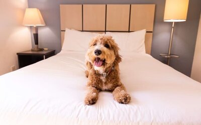 Sonesta Simply Suites Salt Lake City Airport is pet friendly. 