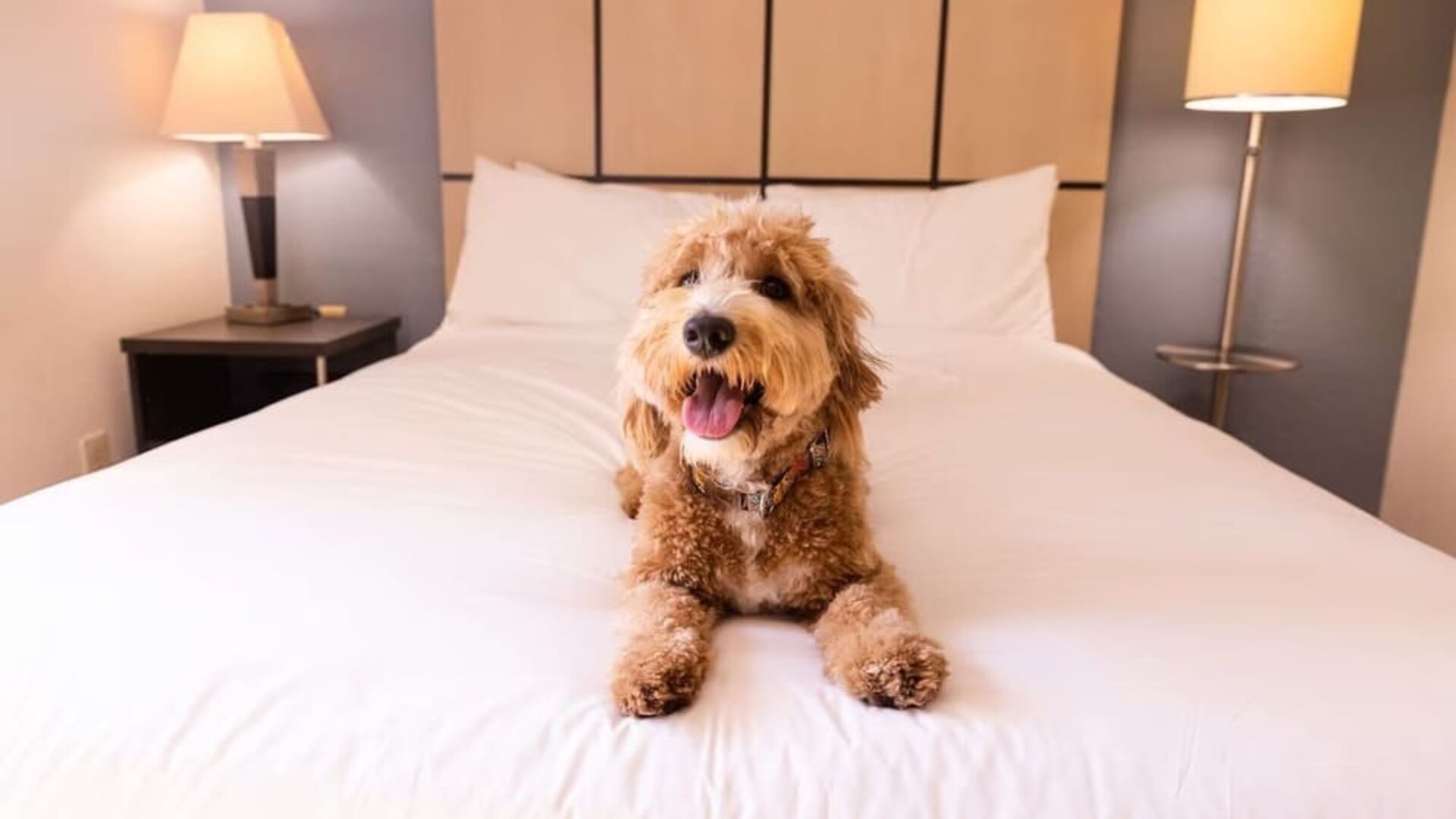 Sonesta Simply Suites Des Moines is pet friendly. 