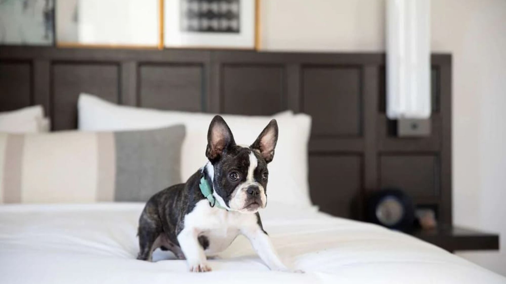 The Clift Royal Sonesta is pet friendly.