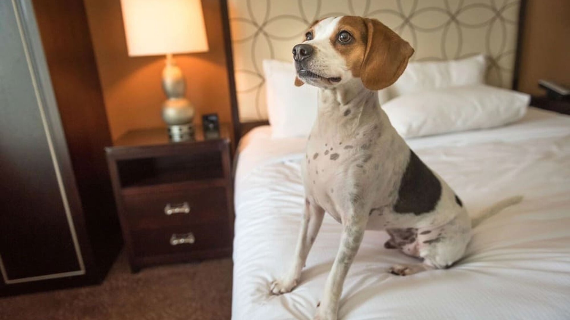 Hilton Baton Rouge Capitol Center is pet friendly.