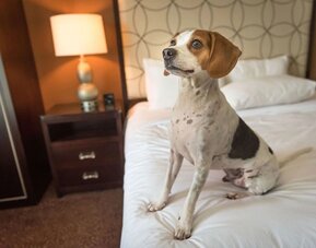 Hilton Baton Rouge Capitol Center is pet friendly.