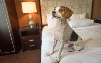 Hilton Baton Rouge Capitol Center is pet friendly.
