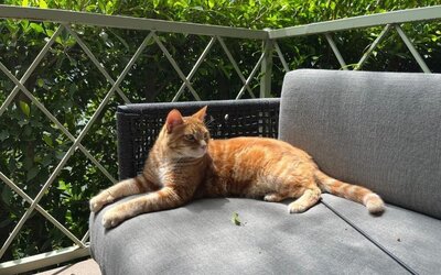 Outdoor terrace at Beverly Hills Spanish.